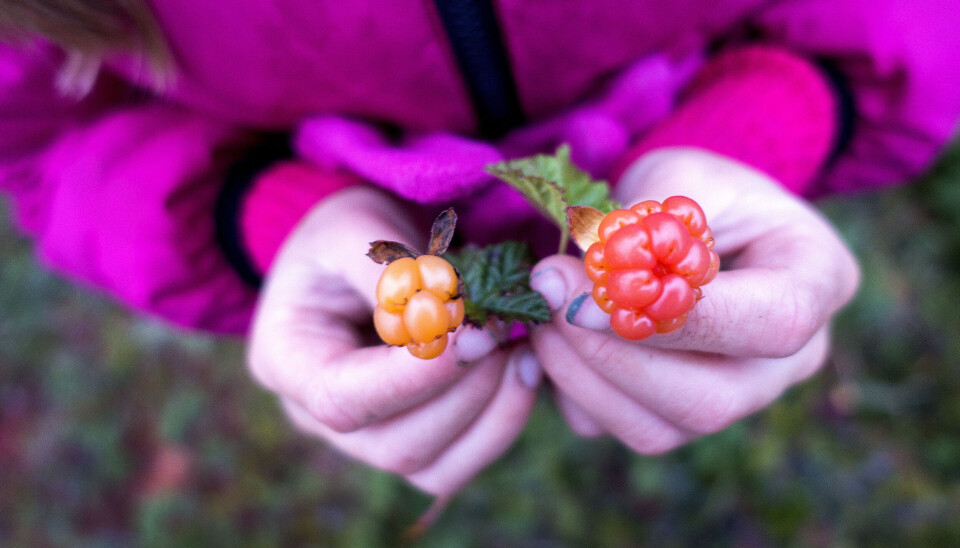 MOLTETID. Moltesesongen er godt i gang flere steder. Også i vårt distrikt.
