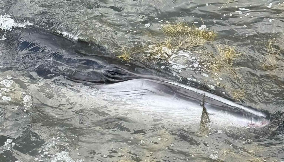 Her har hvalen fått hodet under vannet igjen og forlater Sildhopen.