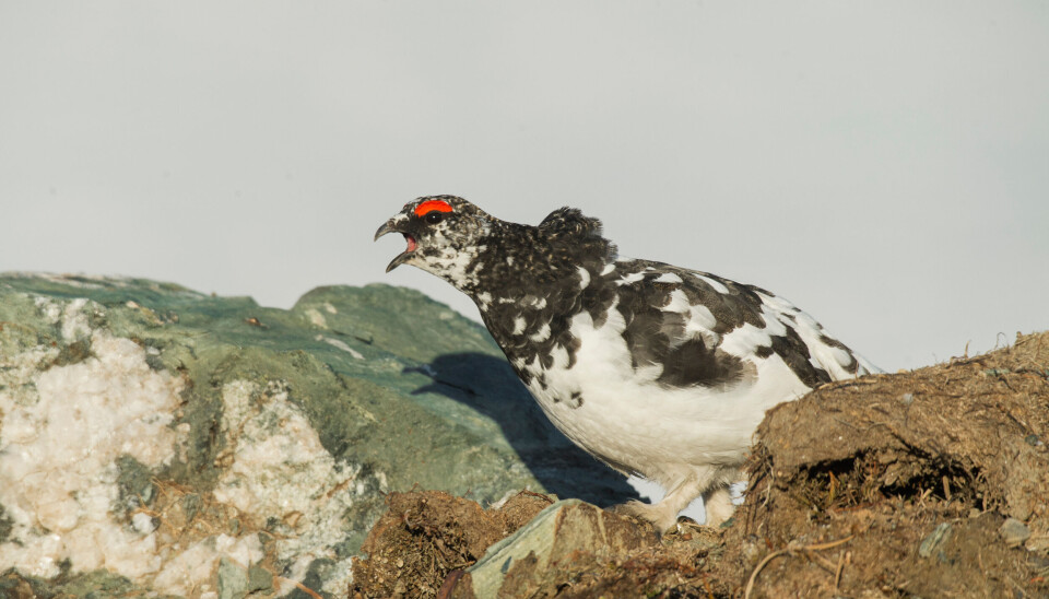 Rypejakta er i gang. Nå starter også et unikt forskningsprosjekt.