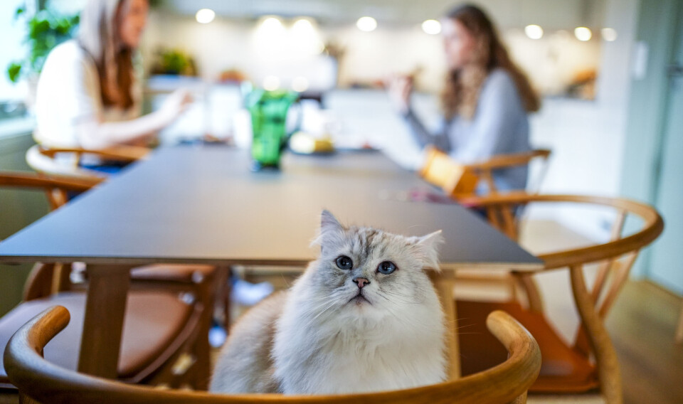 Stor folkehelseundersøkelse på vei