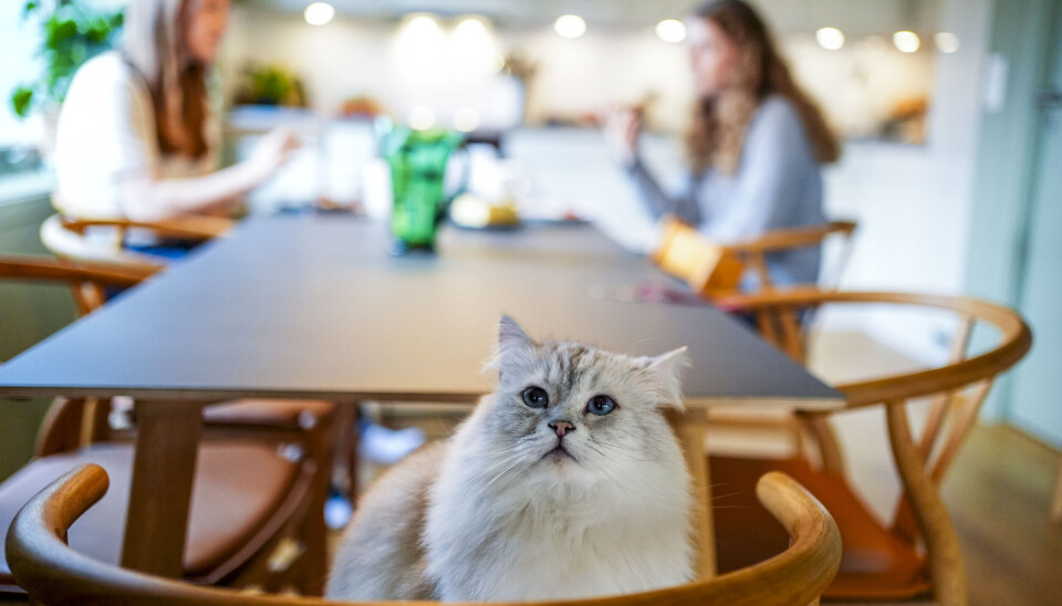 Målet med den landsdekkende folkehelseundersøkelsen er å finne mer ut om hvordan vi har med helse og plager.