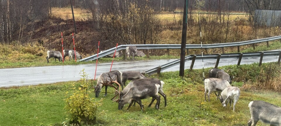 - Har ikke fått med seg at de bør bruke refleks