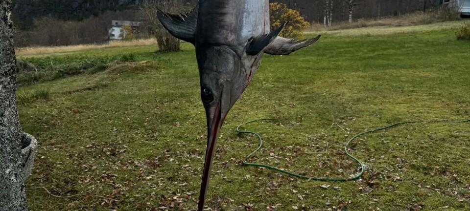 - Jeg trodde først at det var ei bordfjøl